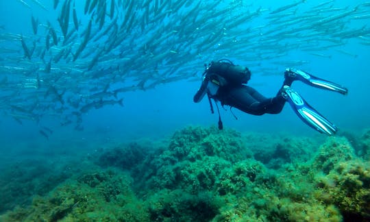 Diving Trips and Courses in Ustica