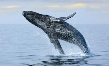 Observation des baleines à Bentota