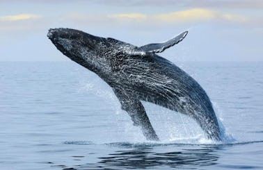 Whale Watching in Bentota