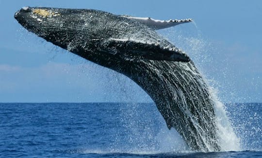 Whale Watching in Bentota