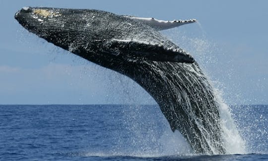 Whale Watching in Bentota