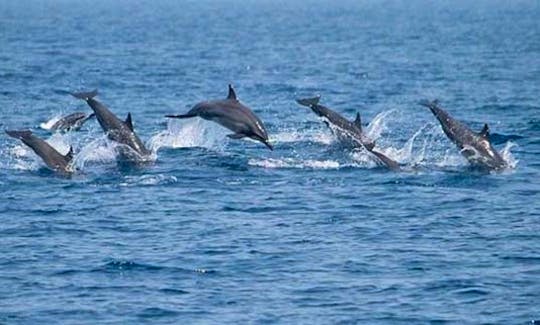 Dolphin Watching Tour in Negombo