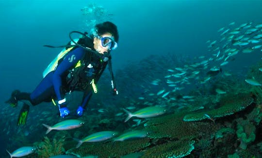 Diving Trips and Courses in Nusapenida