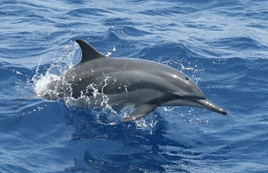 Dolphin Watching Tour in Negombo