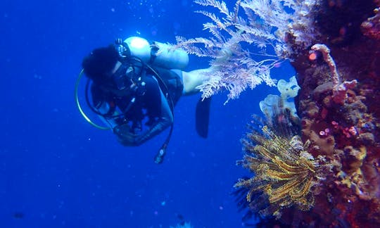 Daily Diving Trips in Bunaken