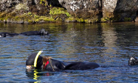 Snorkeling Trip for ages 13 and above in Reykjavík, Iceland