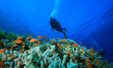 Discover the underwater landscape of Reykjavík, Iceland