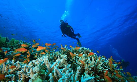 Discover the underwater landscape of Reykjavík, Iceland