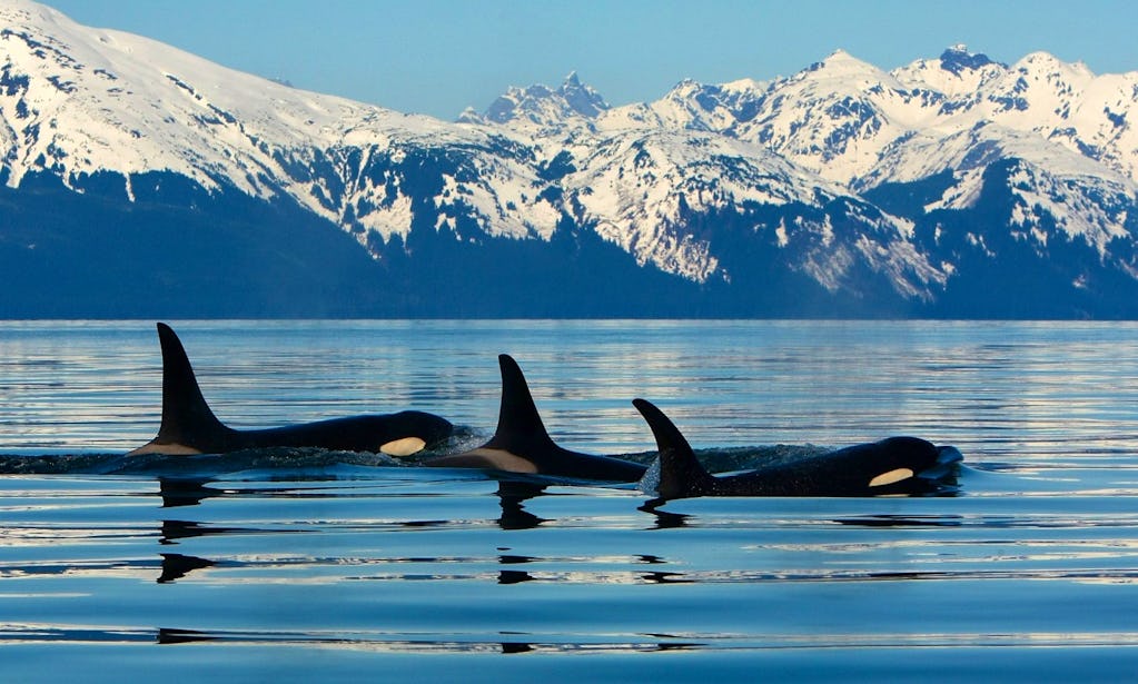 Whale Watching Tour In Juneau, Alaska