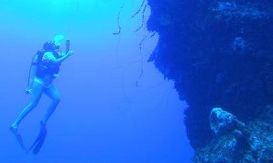 Diving Trips in Port Howe, The Bahamas