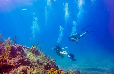 Diving Trips in Little Bay, Montserrat