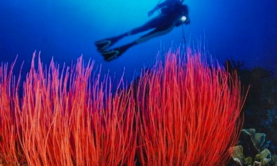 Scuba Diving Trips in Levanto, Italy