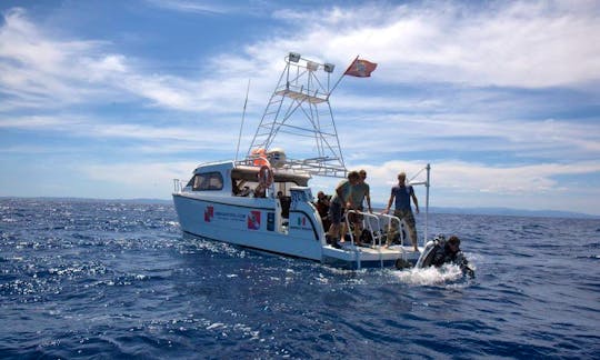 'Bear-Cat' Boat Diving Trips and Courses in Arzachena, Sardinia