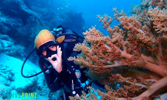 Diving Trips and PADI Courses in Zanzibar