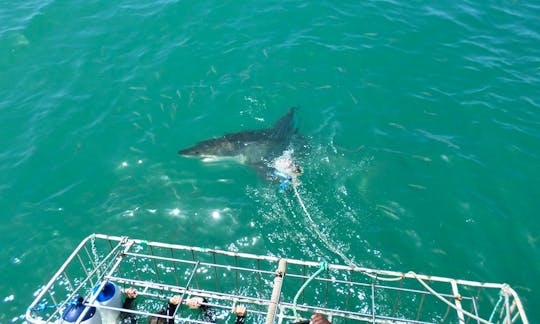 Electrifying Shark Diving Trips in Cape Town, South Africa