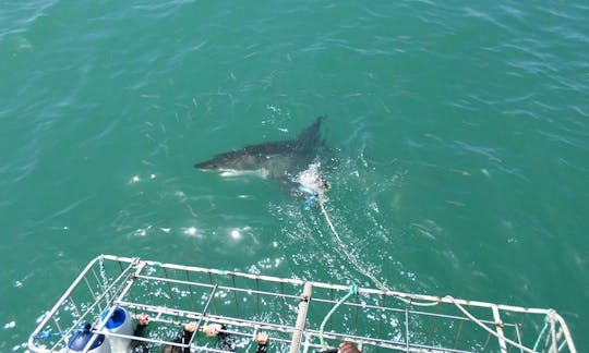 Electrifying Shark Diving Trips in Cape Town, South Africa