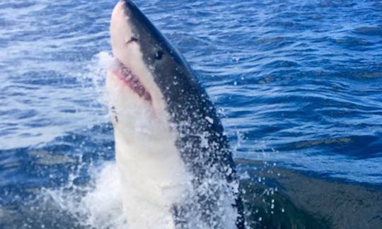 Excursiones electrizantes para bucear con tiburones en Ciudad del Cabo, Sudáfrica