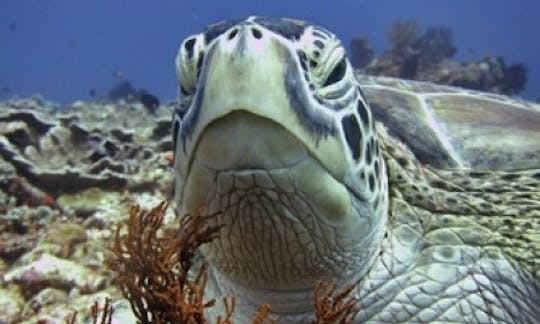 Scuba Diving Lessons in Tambon Ko Tao, Thailand