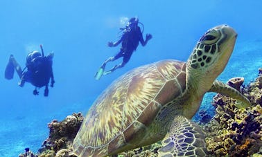 Cours de plongée sous-marine à Tambon Ko Tao, Thaïlande