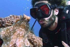 Fun Dive Around the Gili Islands