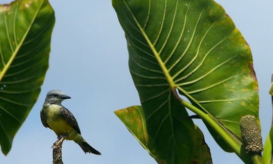 Passeios pela vida selvagem em Roura, Guiana Francesa