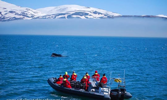 Rib Whale Watching Tour in Akureyri, Iceland