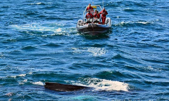 Rib Whale Watching Tour in Akureyri, Iceland