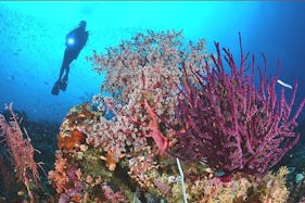 Diving Trip in Sorong Timur, Indonesia