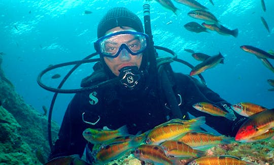 Scuba Diving in Mergulho to Sesimbra, Portugal