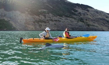 Passeios guiados de safári de caiaque em Akaroa, Nova Zelândia