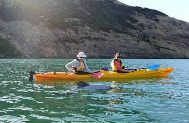 Guided Kayak Safari Tours in Akaroa, New Zealand