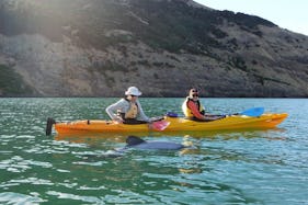 Guided Kayak Safari Tours in Akaroa, New Zealand