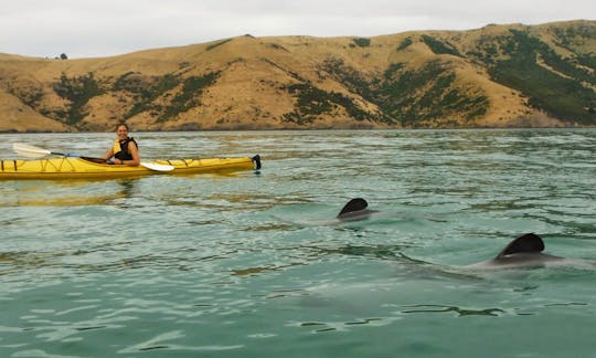 Guided Kayak Safari Tours in Akaroa, New Zealand