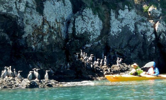 Guided Kayak Safari Tours in Akaroa, New Zealand