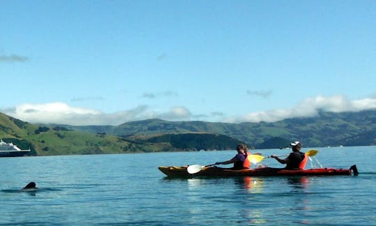 Cruise Ship Passenger Trips in Akaroa, New Zealand