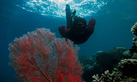 Viajes y cursos de buceo en Nubatukan