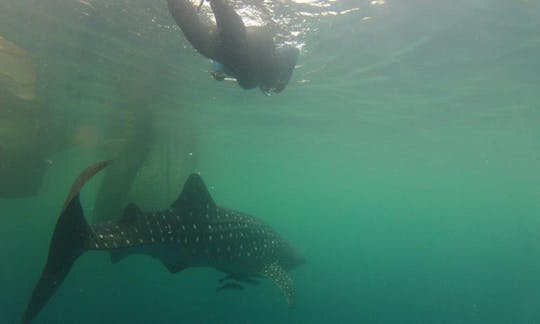 Live Aboard Diving Tour Sailboat in Indonesia