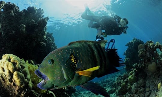 Shore Scuba Diving Trips in Eilat, Israel