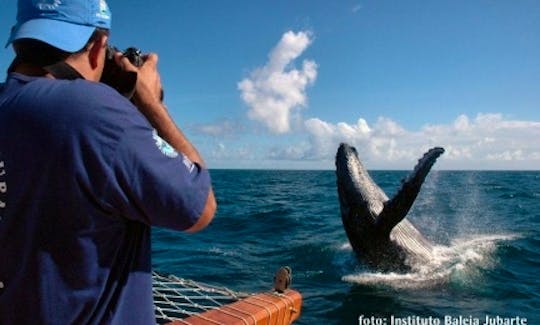 Whale Watching - Praia do Forte / BA