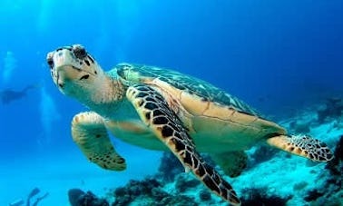 Turtle Island Tours In Bali