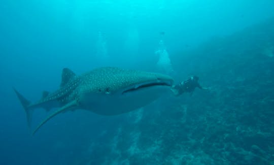 Boutique Beach All Inclusive Diving Hotel in Male, Maldives