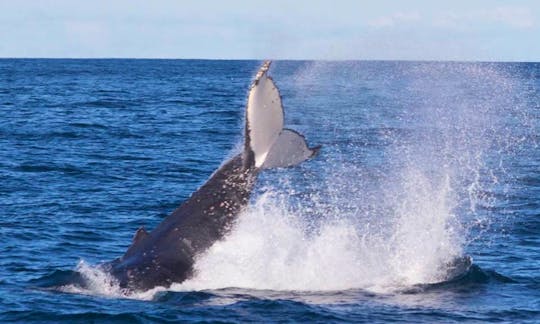 Enjoy Captained Whale Watching Tour on RIB Boat "Sensational" in Sydney, Australia