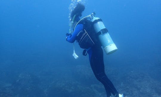 Diving Trips in Nangang District