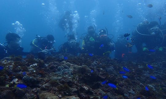 Diving Trips in Nangang District