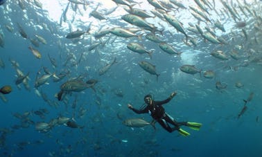 Day Dive Trips to Tulamben or Amed Area in Indonesia