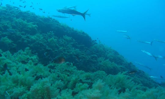 Diving Tour in Praiano Amalfi Coast, Italy