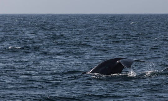 ウェリガマのクジラとイルカウォッチングツアー