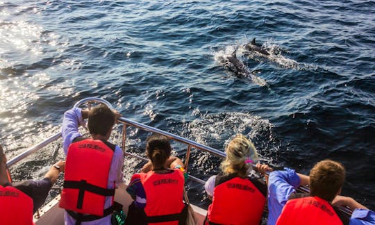 Whales & Dolphins Watching Tour in Weligama