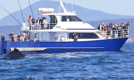 Enjoy Captained Whale Watching Tour on 52' Power Catamaran