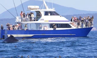 Enjoy Captained Whale Watching Tour on 52' Power Catamaran